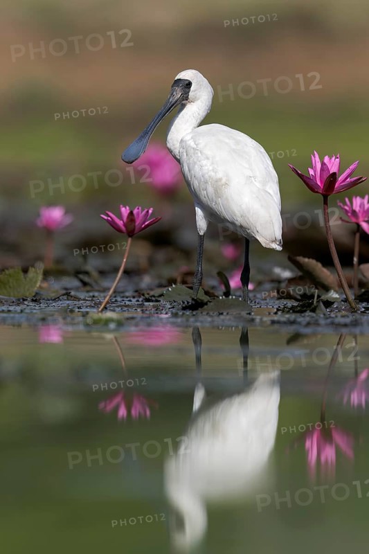Royal Spoonbill (Platalea regia) in a wetland area in Papua New Guinea