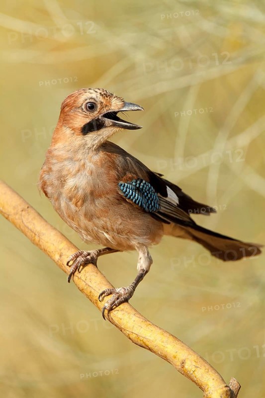 Eurasian Jay (Garrulus glandarius) juvenile calling, Castile-La Mancha, Spain