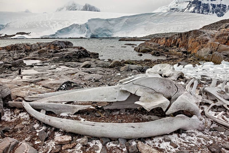 A whale skeleton lies on a rocky shore in an icy, barren landscape with snow-covered mountains in the background, whale bones on the shore in the Antarctic