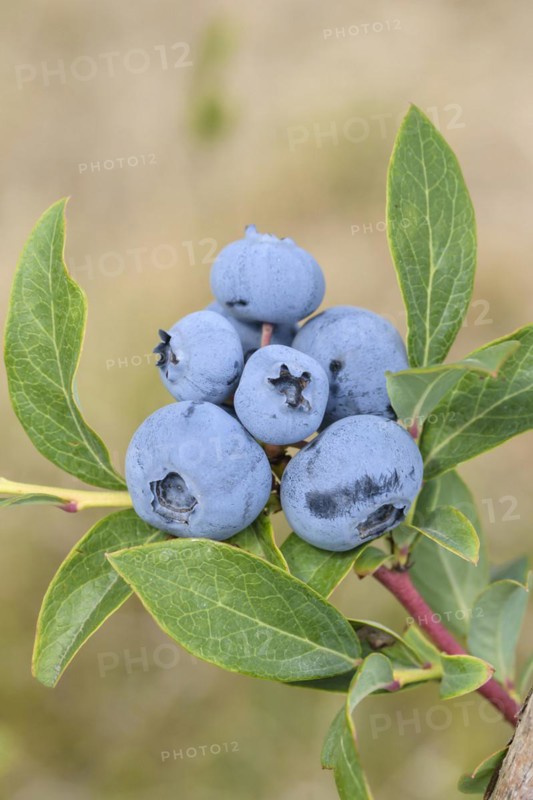 Blueberry (Vaccinium corymbosum 'Blueray'), Bundessorteamt, Marquardt testing centre, Marquardt, Brandenburg, Germany