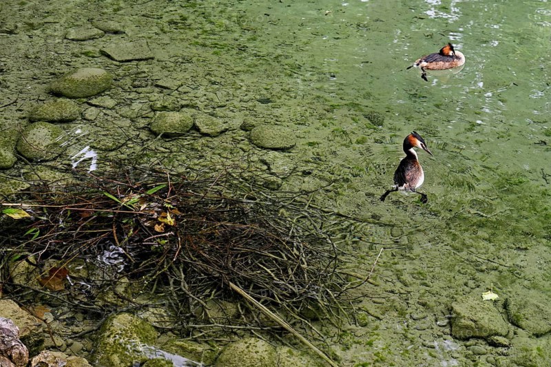 Great Crested Grebe (Podiceps scalloped ribbonfish), pair swimming in front of the nest, Lake Zug, Cham, Canton Zug, Switzerland