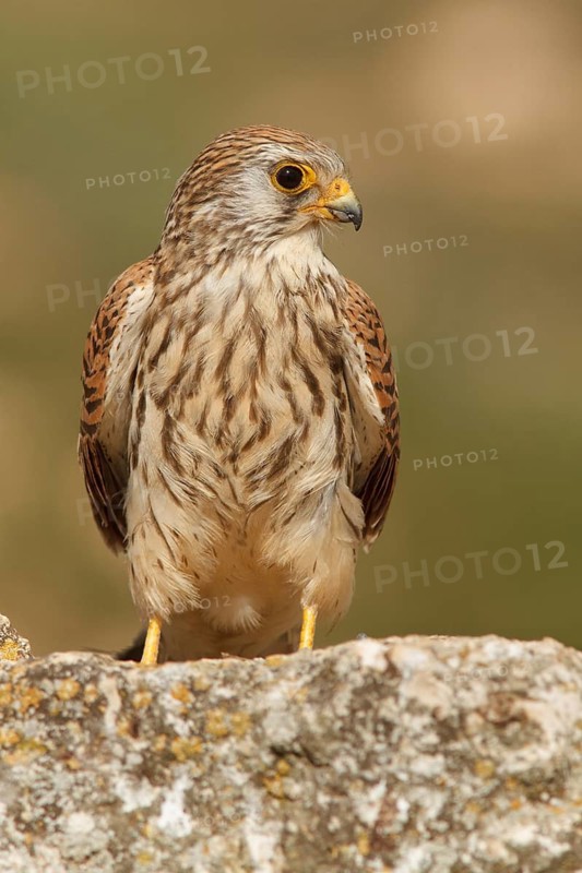 Lesser Kestrel (Falco naumanni), female resting, Castile-La Mancha, Spain