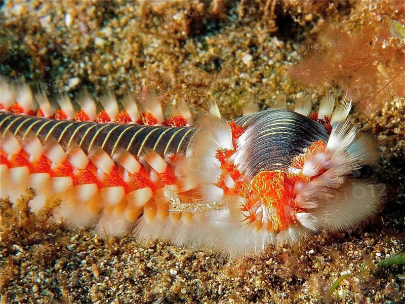 Bearded fireworm (Hermodice carunculata)