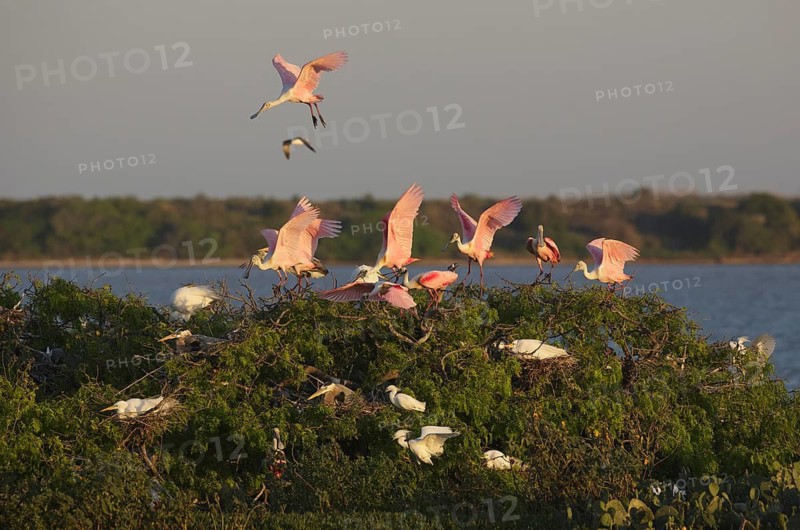 Roseate Spoonbill (Platalea ajaja) flock, Texas, USA