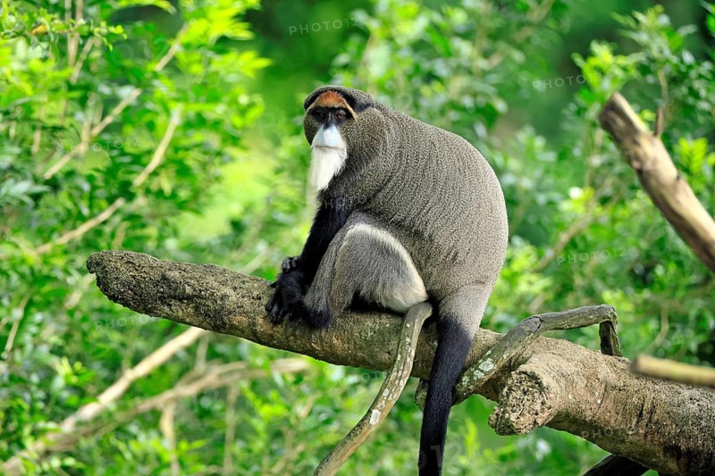 Brazzamere cat (Cercopithecus neglectus), adult, sitting, on tree, alert, Central Africa