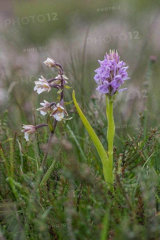 Marsh helleborine (Epipactis palustris) and Southern marsh orchid (Dactylorhiza praetermissa), Emsland, Lower Saxony, Germany