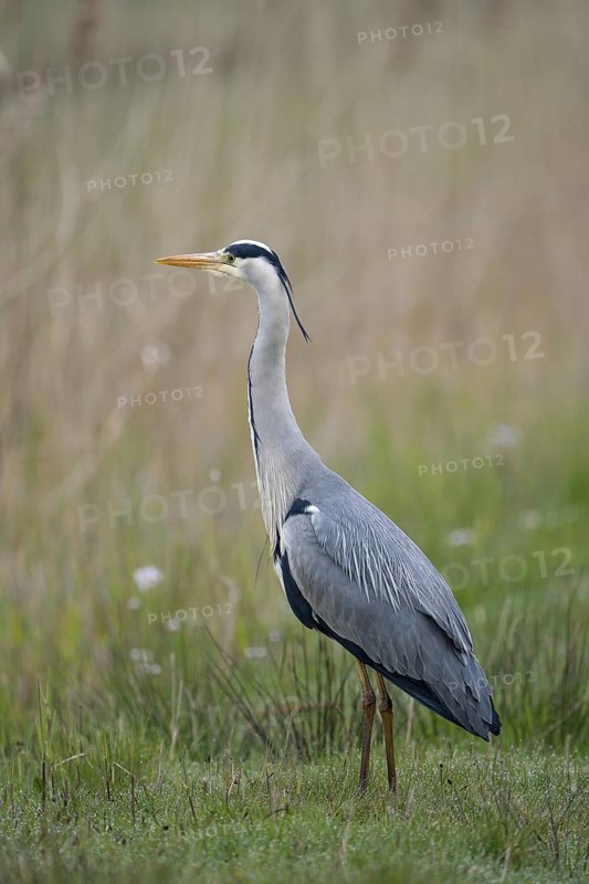 Graureiher (Ardea cinerea), Grey Heron, Altvogel, morgens, April, Insel Texel, Nordsee, Nordholland, Niederlande