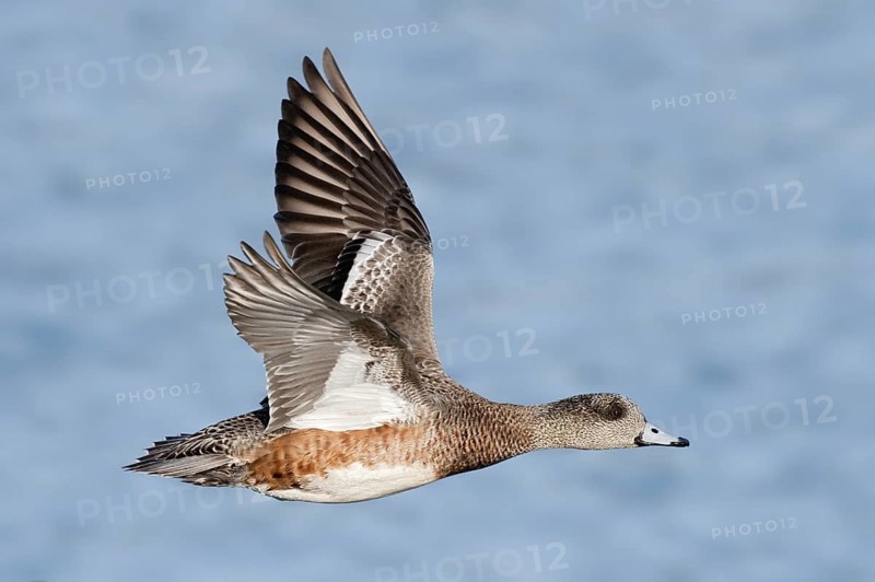 American Wigeon (Mareca americana) female flying, British Columbia, Canada
