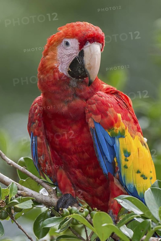 Scarlet Macaw (Ara macao), Costa Rica