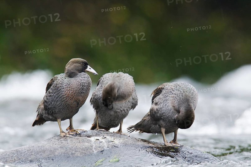 Juveniles
