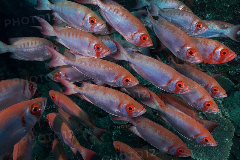 Reef bigeye perch (Priacanthus hamrur)