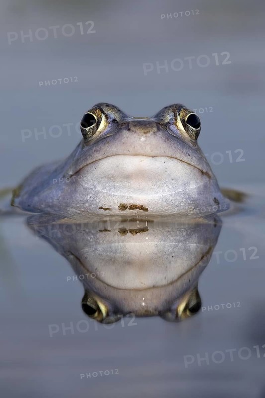 Moor Frog (Rana arvalis) male in spawning pond, Saxony-Anhalt, Germany