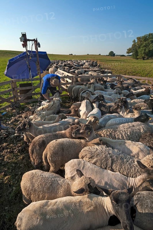 Sheep are shorn in a pen in the pasture, Mecklenburg-Western Pomerania, Germany