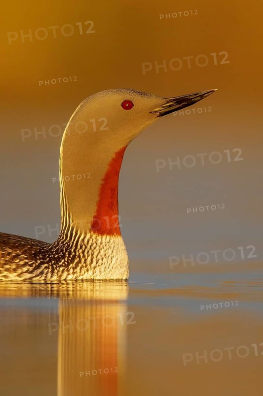 Red-throated Loon (Gavia stellata) in a pond near Nome, Alaska