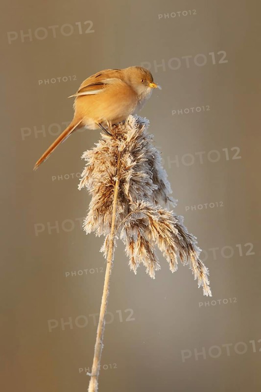 Bearded Reedling (Panurus biarmicus) female, Utrecht, Netherlands