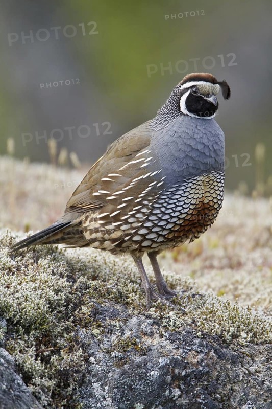 California Quail (Callipepla californica) male, British Columbia, Canada