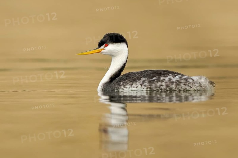Clark's Grebe (Aechmophorus clarkii), California, USA