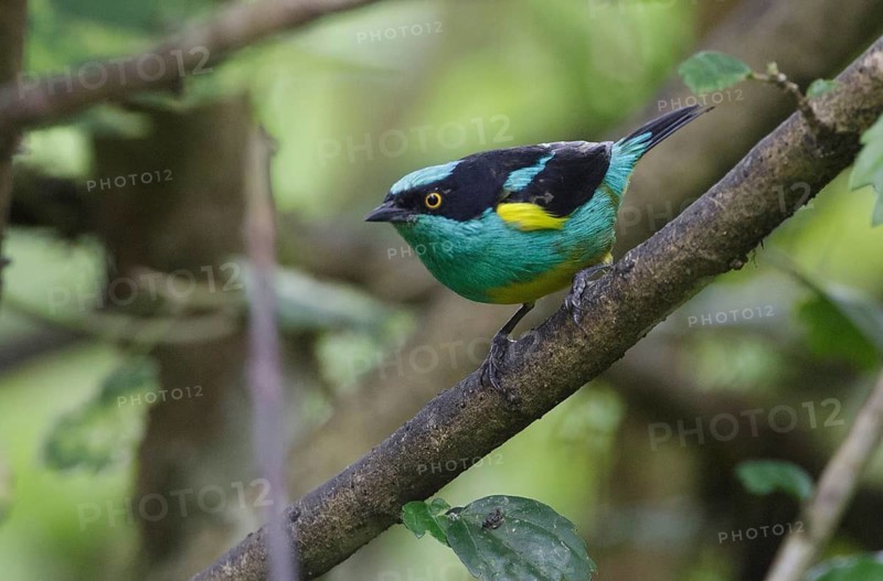 Yellow-tufted Dacnis (Dacnis egregia), Pichincha, Ecuador
