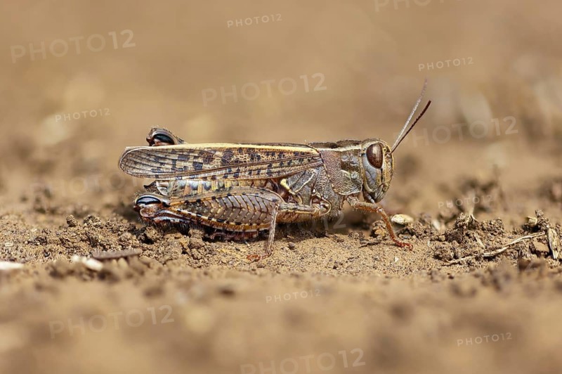 Calliptamus italicus, (Calliptamus italicus), short-footed grasshopper, macro, insect, insects, grasshopper, Kaiserstuhl, Baden-Württemberg, Germany