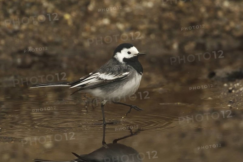 White Wagtail (Motacilla alba yarrellii), Rhineland-Palatinate, Germany
