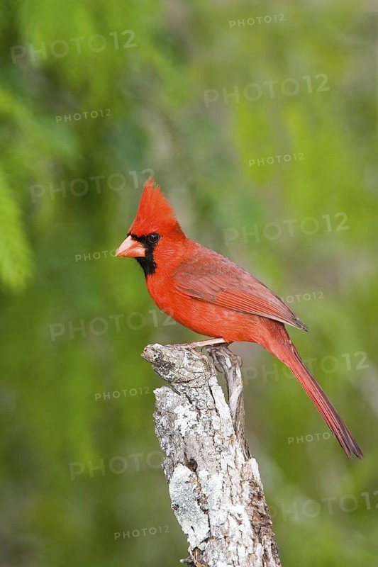 Northern Cardinal Cardinalis cardinalis Rio Grande City, Starr County, Texas, United States 26 March Adult Male Cardinalidae