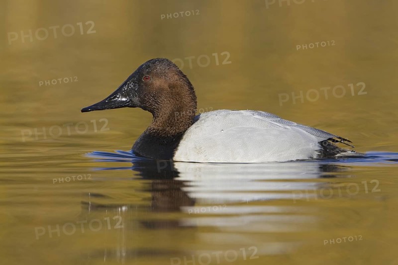 Canvasback (Aythya valisineria) male, British Columbia, Canada