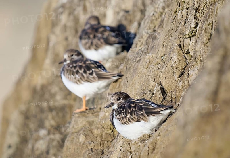 Ruddy Turnstone (Arenaria interpres), Asturias, Spain