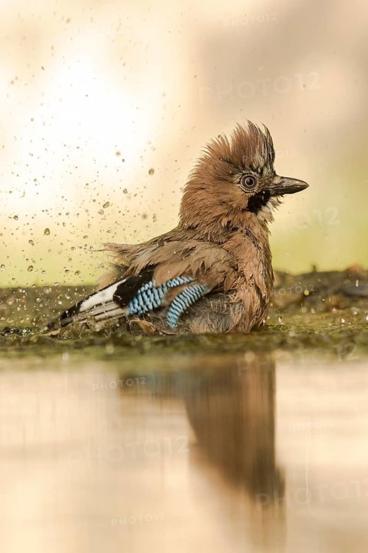 Eurasian Jay (Garrulus glandarius) bathing, Serbia