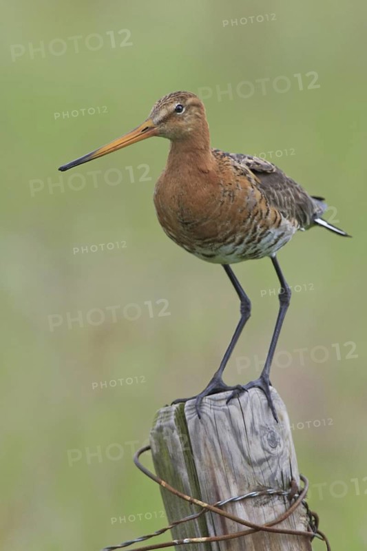 Black-tailed Godwit (Limosa limosa), Netherlands