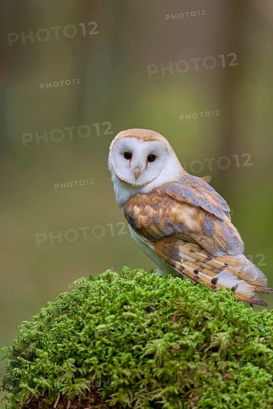 Barn owl (Tyto alba) Bavaria, Germany
