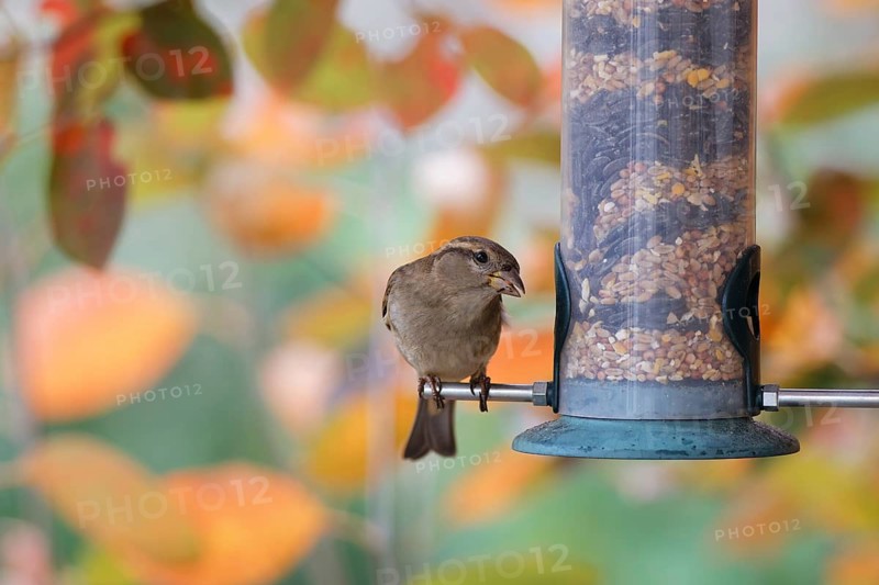 House sparrow (Passer domesticus) perched on a garden bird feeder filled with mixed seeds, eating food against a colorful autumn foliage background in a backyard environment, Poland