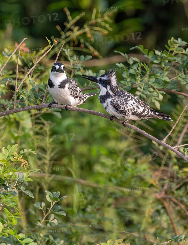 Grey Kingfisher (Ceryle rudis), couple sitting on a branch and looking out, Murchison Falls NP, Uganda