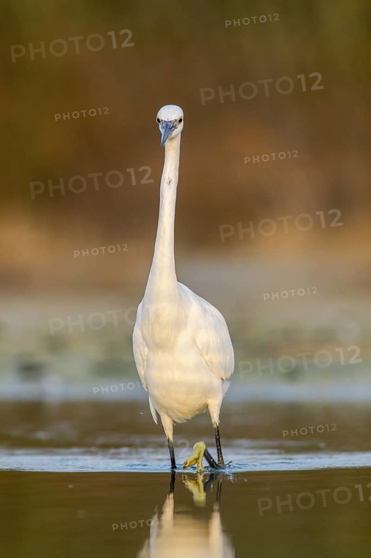Little Egret (Egretta garzetta), on marsh, Galicia, Spain