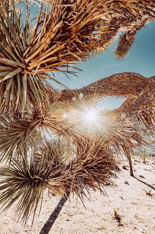 Sunset in Joshua Tree National Park