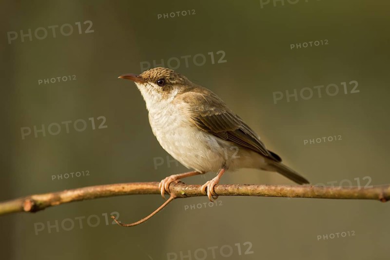 Brown-backed Honeyeater (Ramsayornis modestus), Queensland, Australia