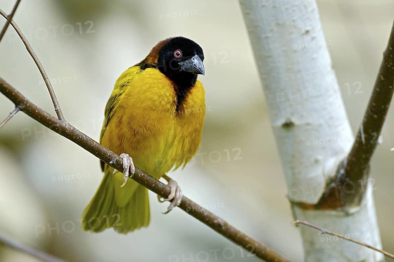 Textorweber / Dorfweber (Ploceus cucullatus), Village Weaver, Maennchen, Juli, Heimat: Afrika suedlich der Sahara, captive, Deutschland