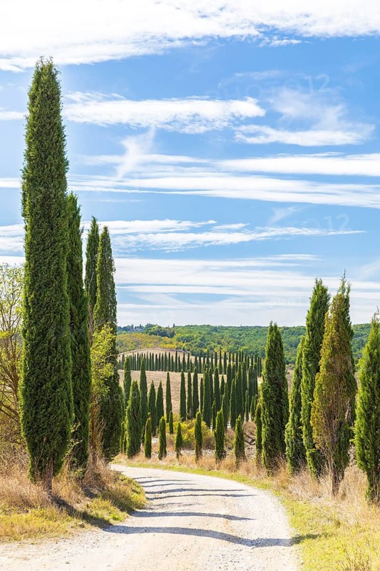 Avenue of cypress trees (Cupressus sempervirens) near Siena, Tuscany, Italy