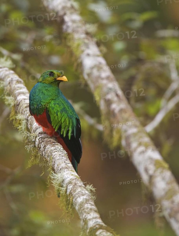 Golden-headed Quetzal (Pharomachrus auriceps) male, Pichincha, Ecuador