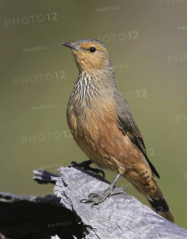 Rufous Treecreeper (Climacteris rufus), South Australia, Australia