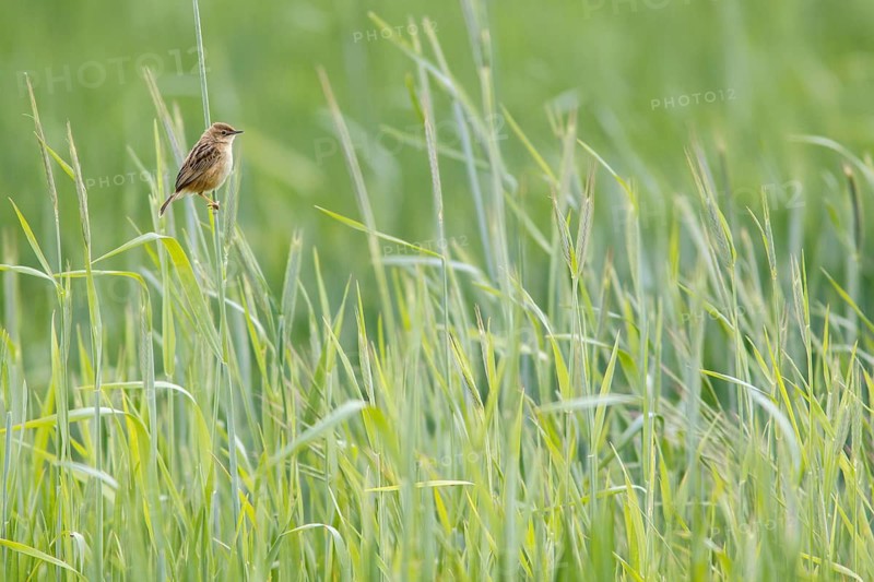 Zitting cisticola (Cisticola juncidis), on cereal field, Galicia, Spain