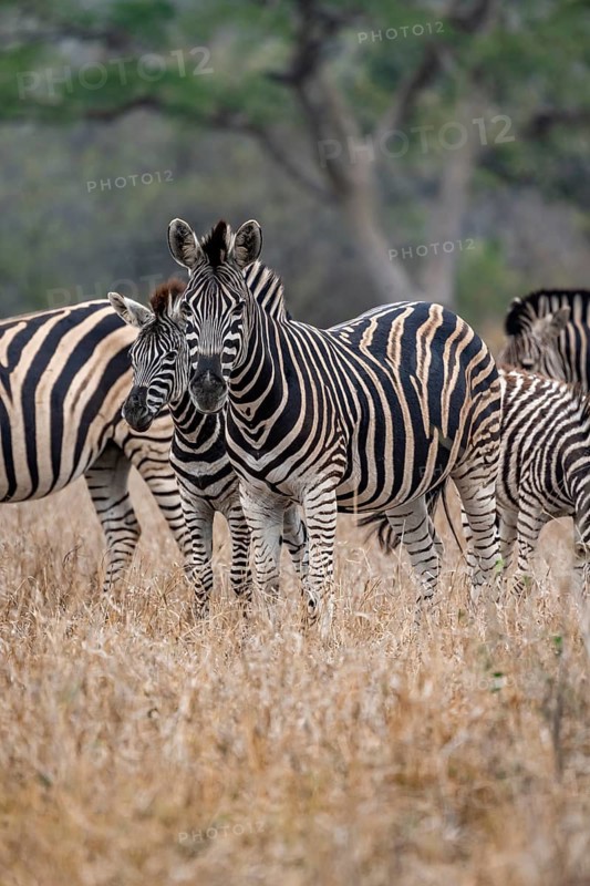Plains zebras (Equus quagga), mother with young, in high grass, Kruger National Park, South Africa