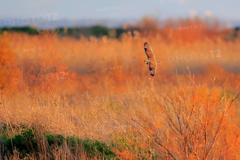 Short-eared Owl (Asio flammeus) flying, Andalusia, Spain