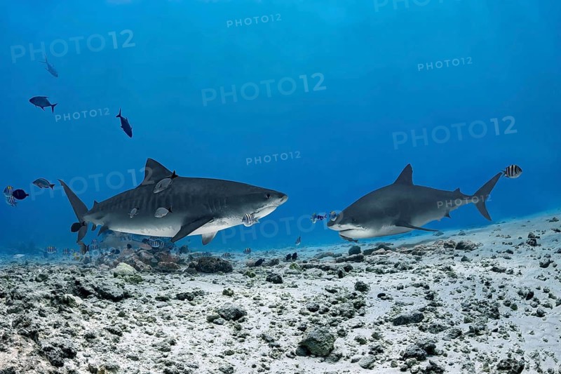 Two majestic tiger sharks glide over the vibrant coral reefs of the Maldives, surrounded by an array of colorful fish and marine life, showcasing the ocean's natural wonder