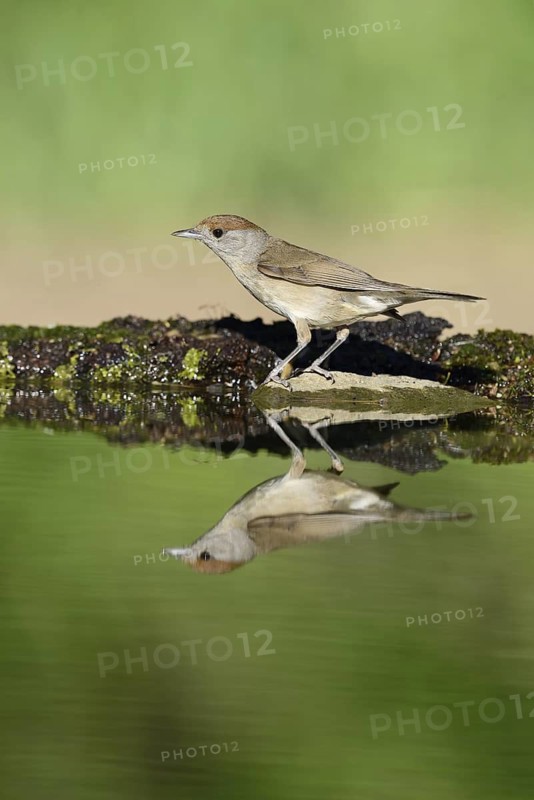Eurasian Blackcap (Sylvia atricapilla) female, Hungary