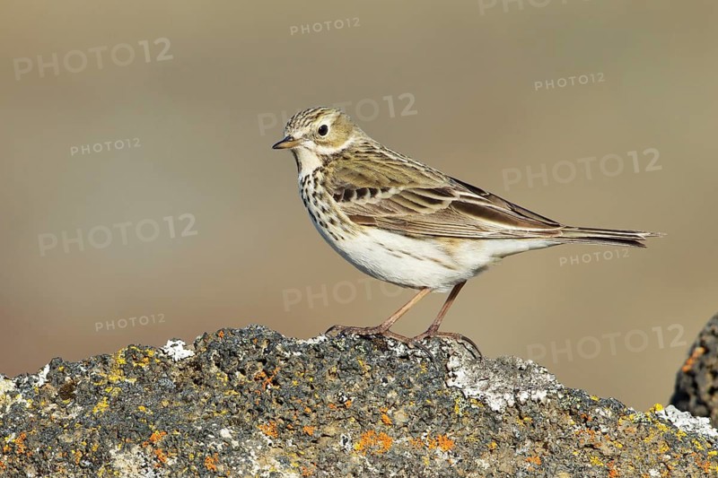 Meadow Pipit (Anthus pratensis), Iceland