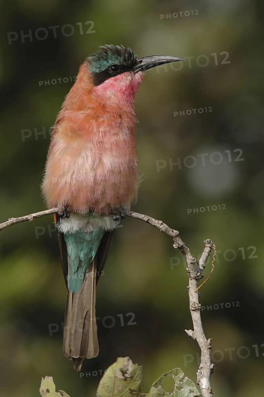 Southern Carmine Bee-eater (Merops nubicoides)