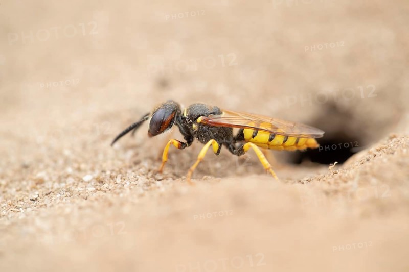 European bee wolf (Philanthus triangulum) adult solitary wasp insect at the entrance of its burrow in a sand bank in summer, RSPB Minsmere nature reserve, Suffolk, England, United Kingdom