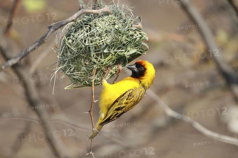 Northern Masked Weaver, Ploceus taeniopterus