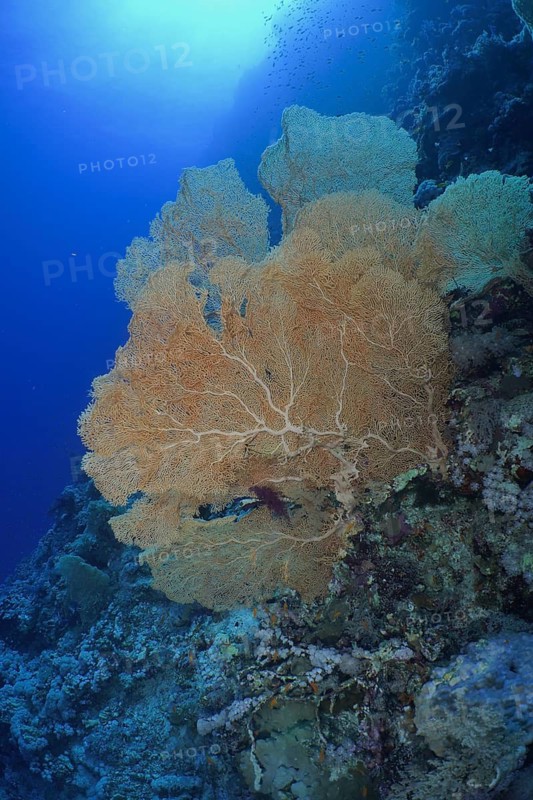 Giant fan coral (Annella mollis)