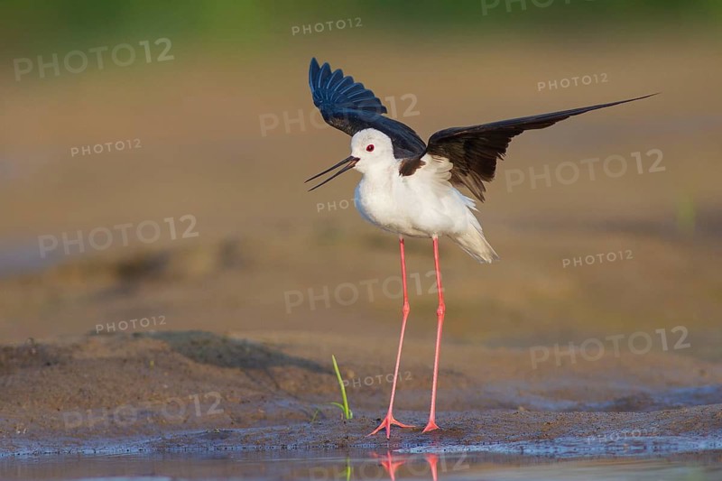 Black-winged Stilt (Himantopus himantopus) female, Subotica, Serbia